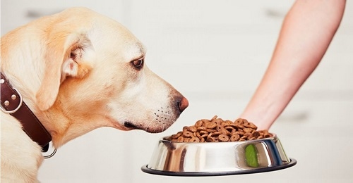ترکیبات caper غذای سگ