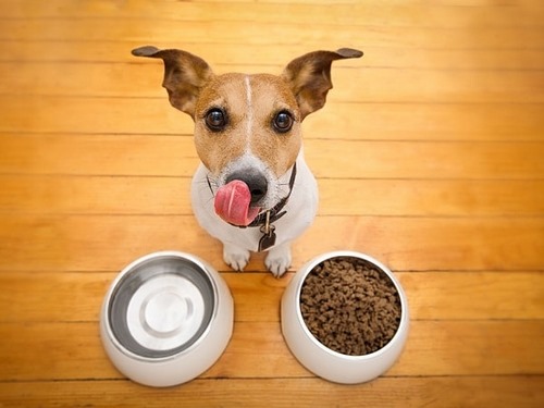 غذای خشک سگ فورلایف برای چه سگ های پیشنهاد می شود