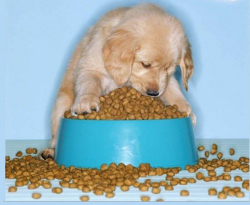 غذای خشک سگ پرامی مدل Sterilized