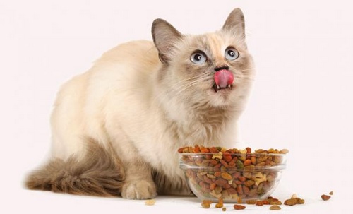 غذای خشک سلبن بچه گربه