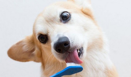 چند ورش برای تمیز کردن دندان سگ ها