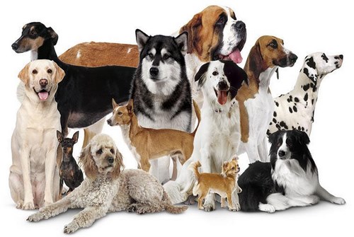 سوالات متداول درباره 10 تا از باهوش ترین نژادهای سگ