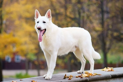 10 تا از باهوش ترین نژادهای سگ