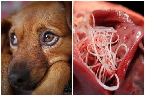 بیماری پاروا در سگ