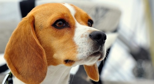 بازی‌های مورد علاقه سگ Beagle