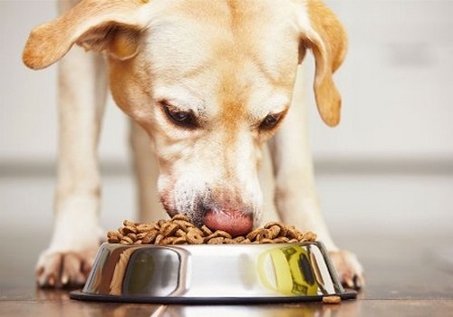 خواص غذای خشک سگ