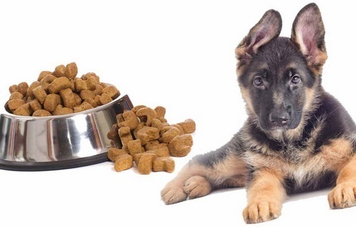 طریقه مصرف غذای خشک سگ