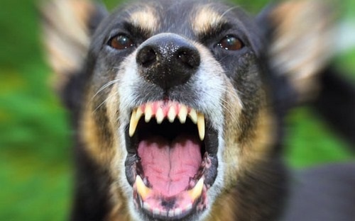 سگ شکاری اصیل باید چه خصوصیاتی داشته باشد؟