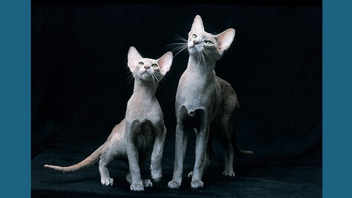آمیلوئیدوز کبد گربه های شرقی