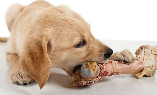 لیست بهترین غذا ها برای سگ