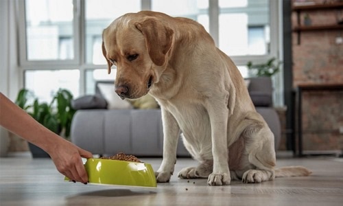 غذای خانگی برای توله سگ