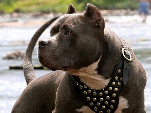 10 مورد از محافظ ترین نژاد سگ ها در جهان