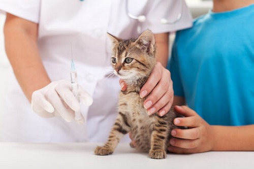 واکسن‌ های مهم گربه