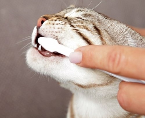خمیر دندان بیفار گربه