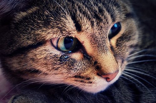 انواع بیماری چشم گربه