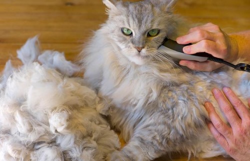 انتقال بیماری از موی گربه