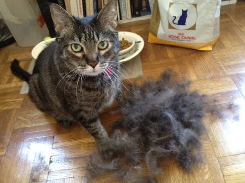 ریزش مو گربه ها بیماری است؟ 