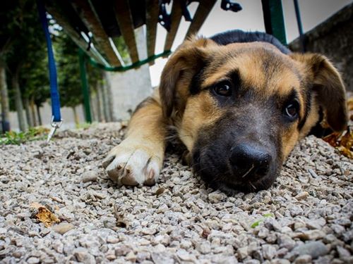 بیماری کوشینگ در نژاد های مختلف سگ 