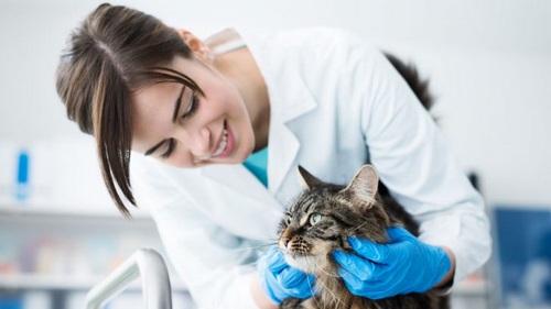 علائم بیماری گربه چیست؟