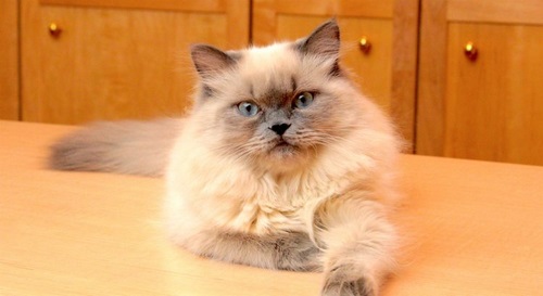باهوش ترین نژاد گربه در ایران