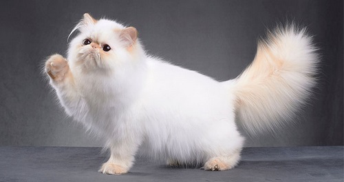 باهوش ترین نژاد گربه چیست؟