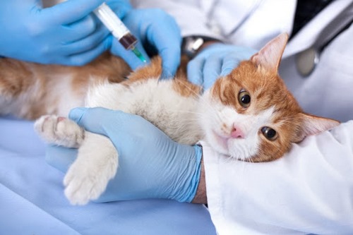 درمان انواع بیماری گربه ها