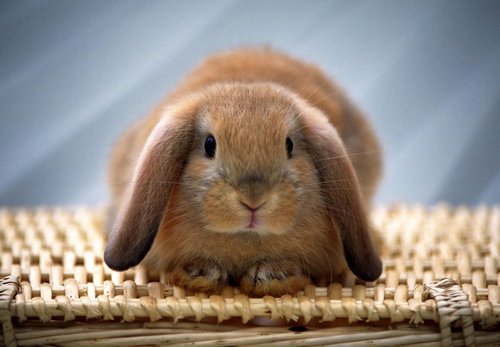 غذای خرگوش لوپ حامله چیست 