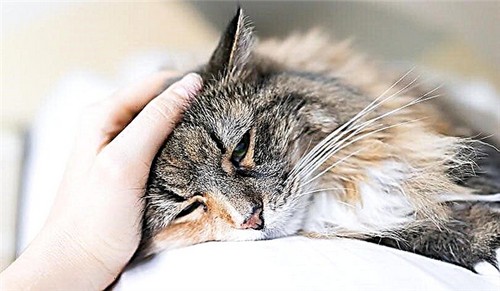 بیماری کلسی در چه گربه هایی رایج است؟