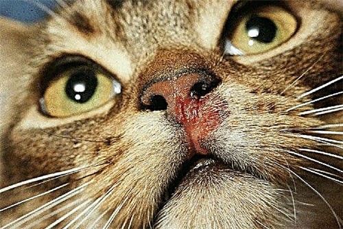دلیل به وجود آمدن بیماری کلسی گربه چیست؟