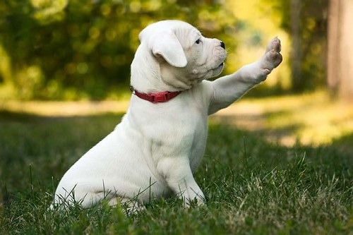 بررسی شرایط محل نگهداری سگ dogo argentino 