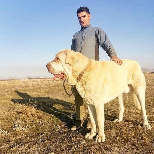بررسی شرایط محل نگهداری سگ Pshdar 