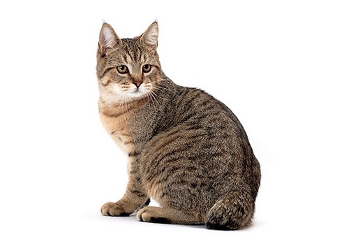 طول عمر گربه نژاد pixie bob چقدر می باشد؟ 
