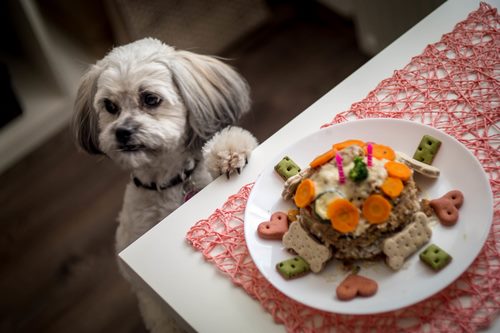 غذاهای ممنوعه برای سگ شیتزو