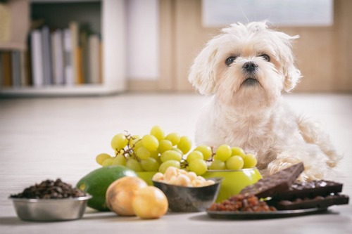 غذاهای ممنوعه برای سگ چه غذا هایی هستند؟