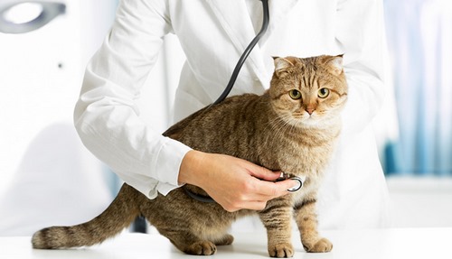 5 مورد از بیماری گربه های خانگی