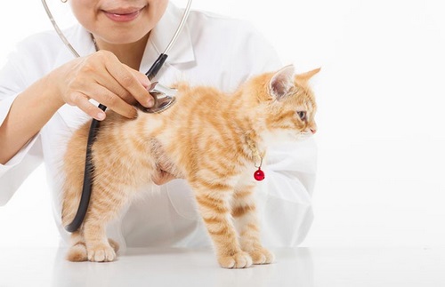 بیماری های کشنده گربه چه بیماری هایی هستند؟ 