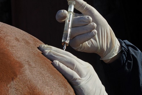 واکسن هاری اسب