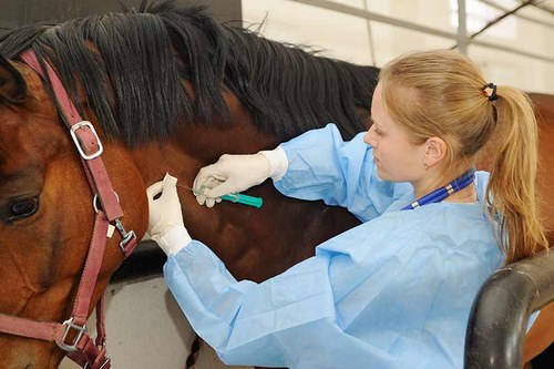 واکسن اسب چیست؟