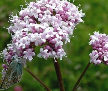 سنبل الطیب برای گربه