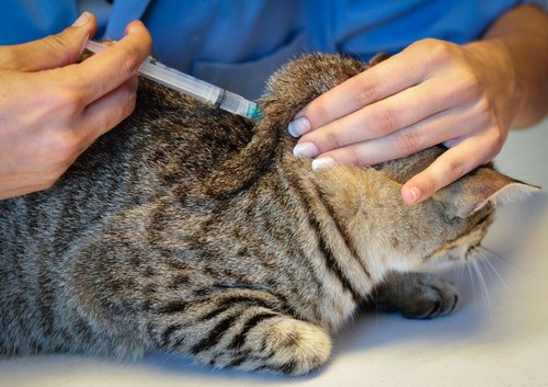 واکسن برای بیماری پن لوکوپنی گربه