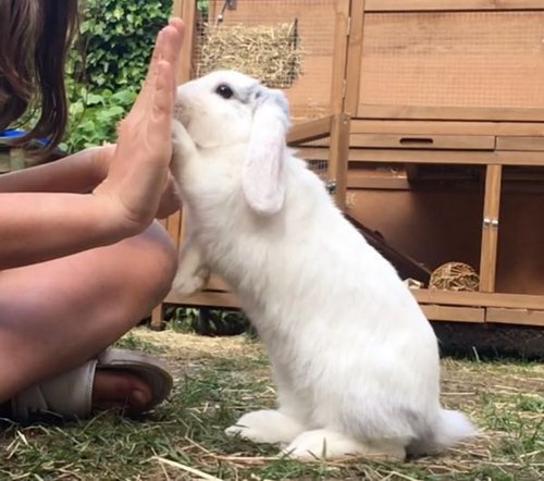 مربی برای آموزش خرگوش 