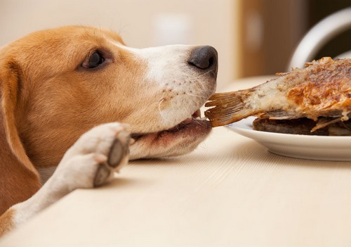 مقدار ترکیبات غذای سگ خانگی