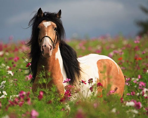 پینتابیان از محبوب ترین نژاد های اسب دنیا