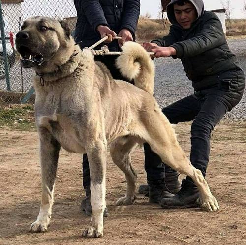 عکس قوی ترین سگ جهان 