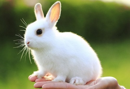 معروف ترین خرگوش های سفید
