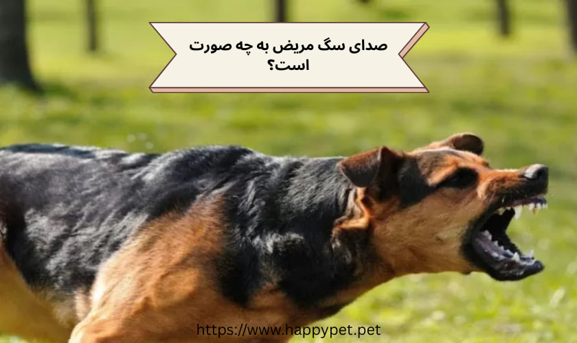 صدای سگ مریض به چه صورت است؟