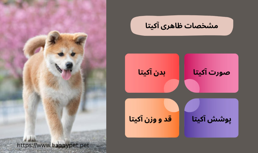 مشخصات ظاهری آکیتا