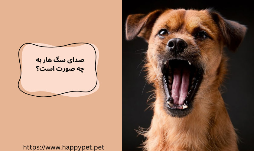 صدای سگ هار به چه صورت است؟ 