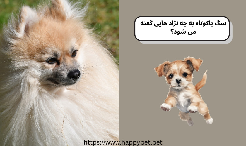 سگ پاکوتاه به چه نژاد هایی گفته می شود؟