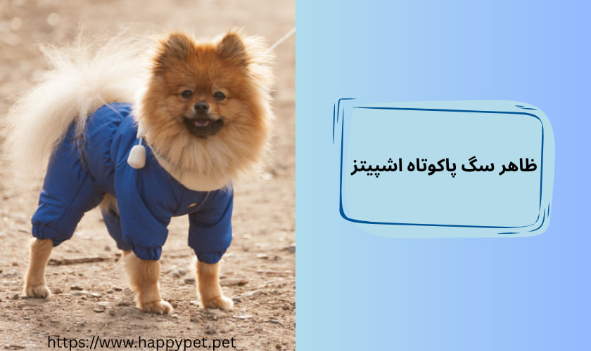 ظاهر سگ پاکوتاه اشپیتز